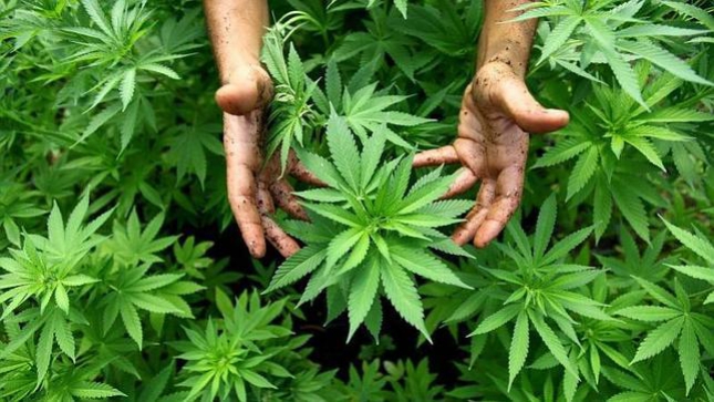 Tijuanenses desaprueban en sondeo legalizaci&oacute;n de la marihuana